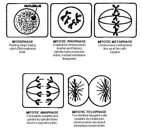 cellrepro.html chromotin diagram 